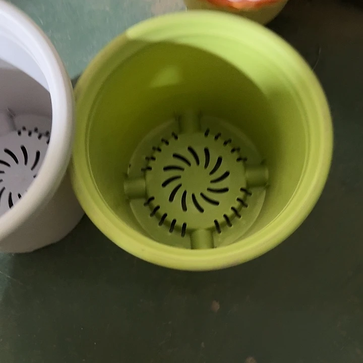 四季6号果绿无托2个