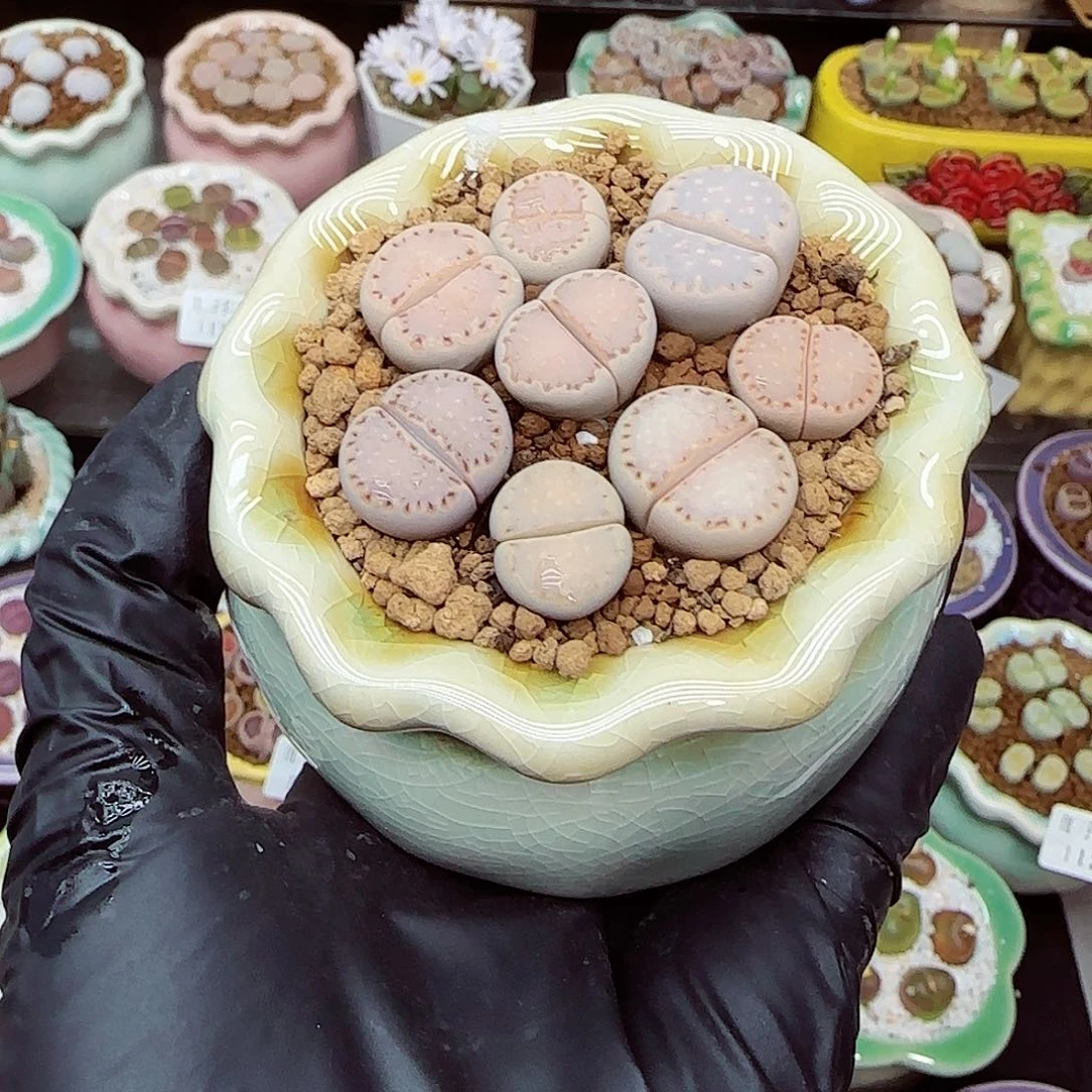 生石花满18包邮1126-100