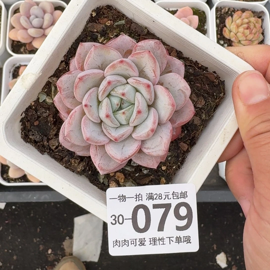 维特单头无盆土发货