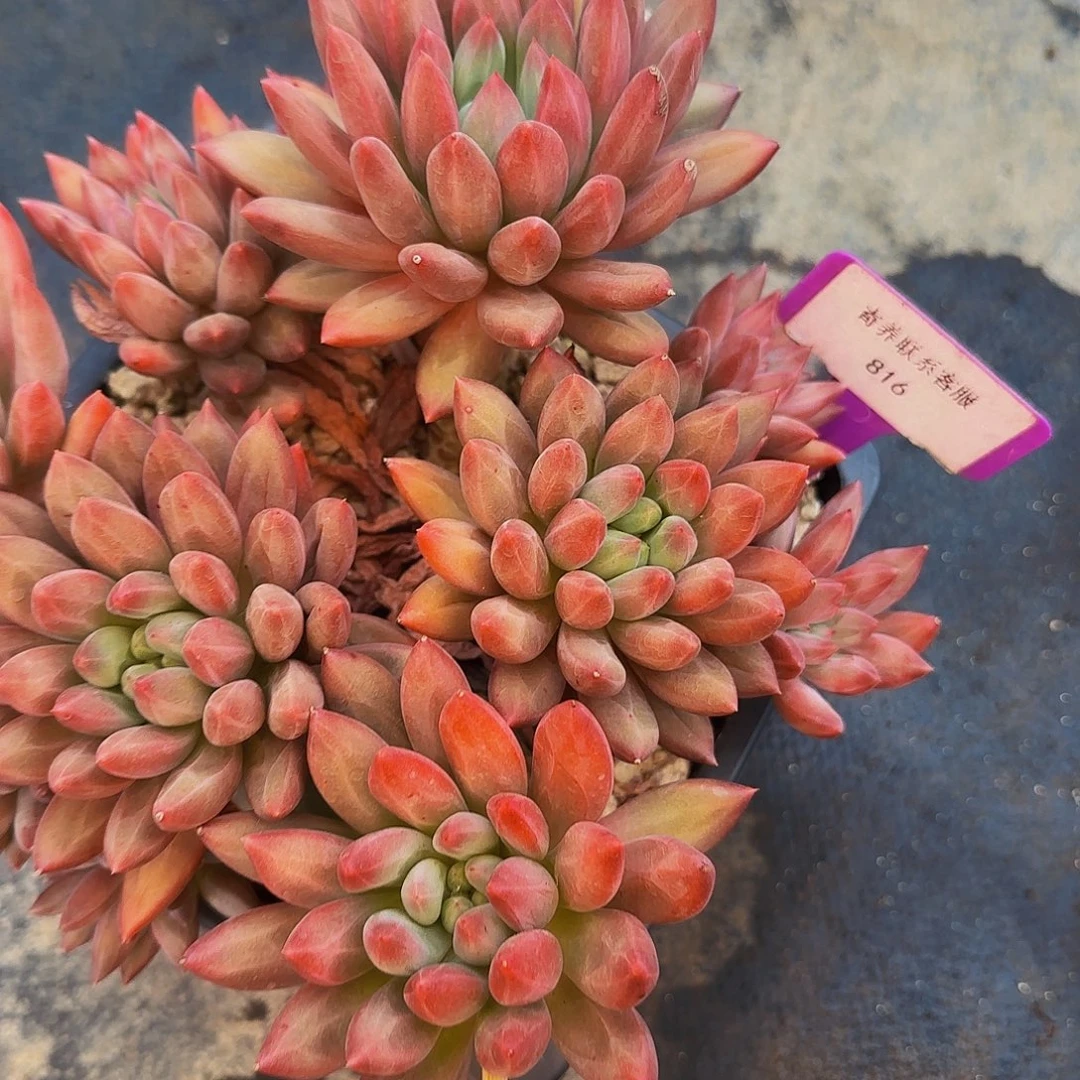 时***苒啊呃啊呃呃呃呃呃呃哦哦哦啦啦吧