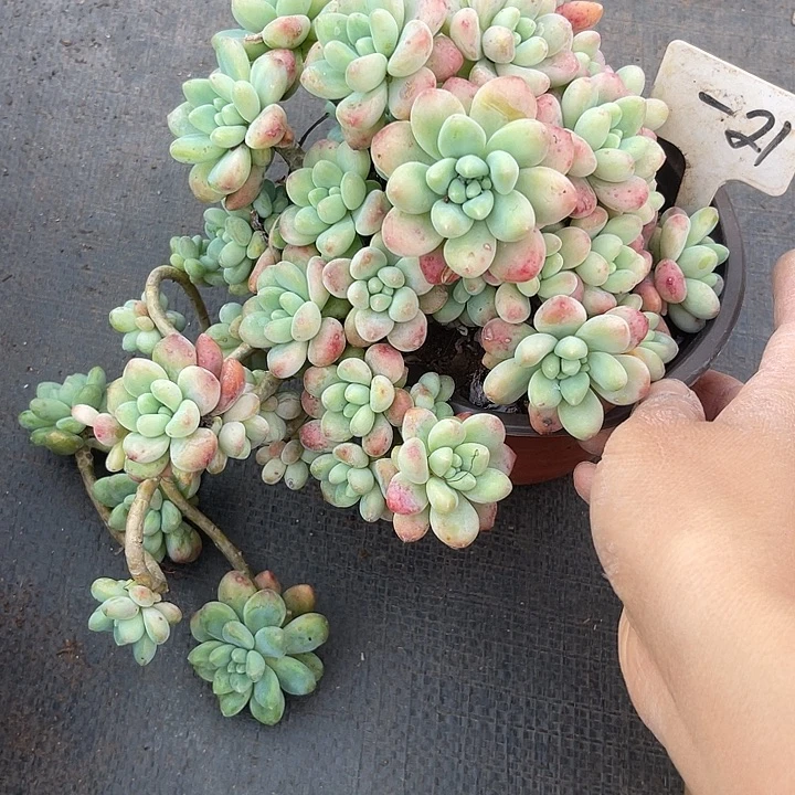 两单包邮，一物一拍21蛋糕