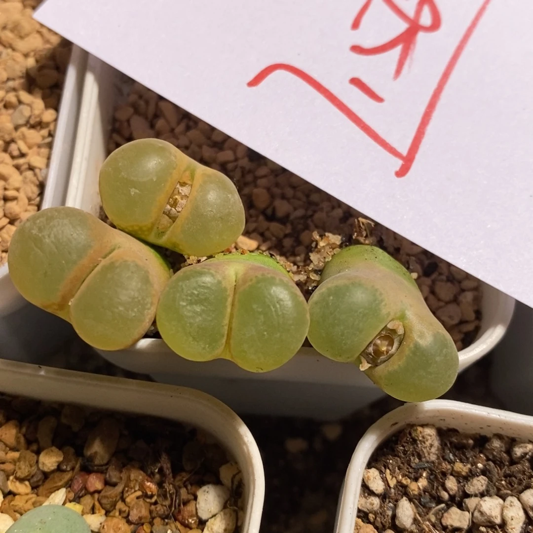 7156一组一组一组