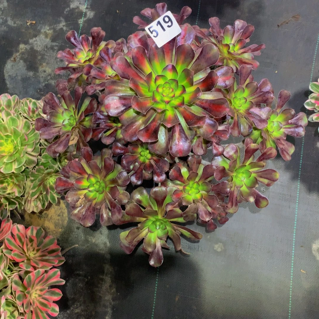 娟***法师多肉植物519中班