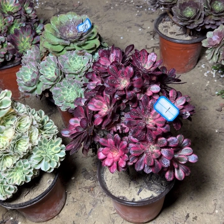 多肉植物没有主头1