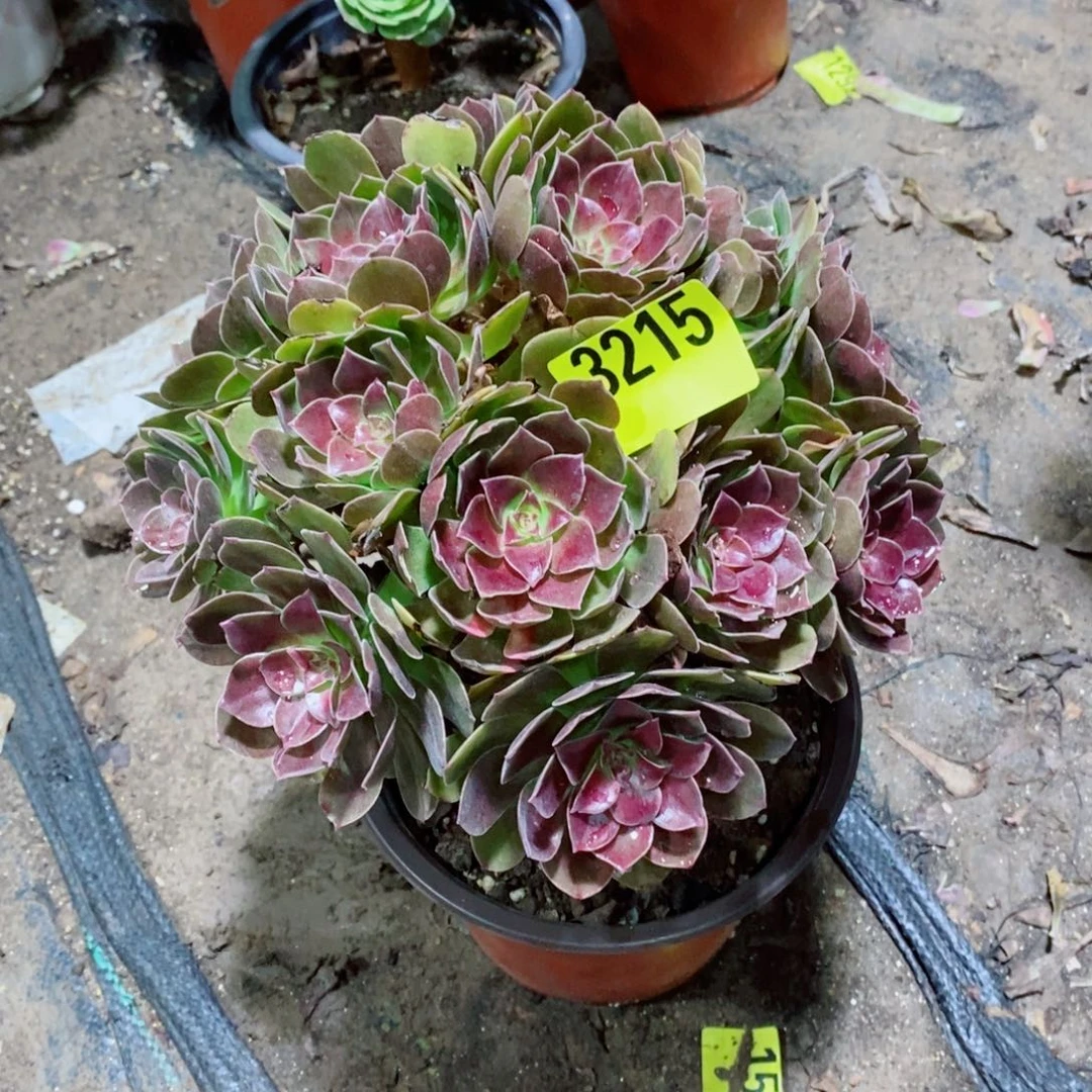 红魔丛林多肉植物3215