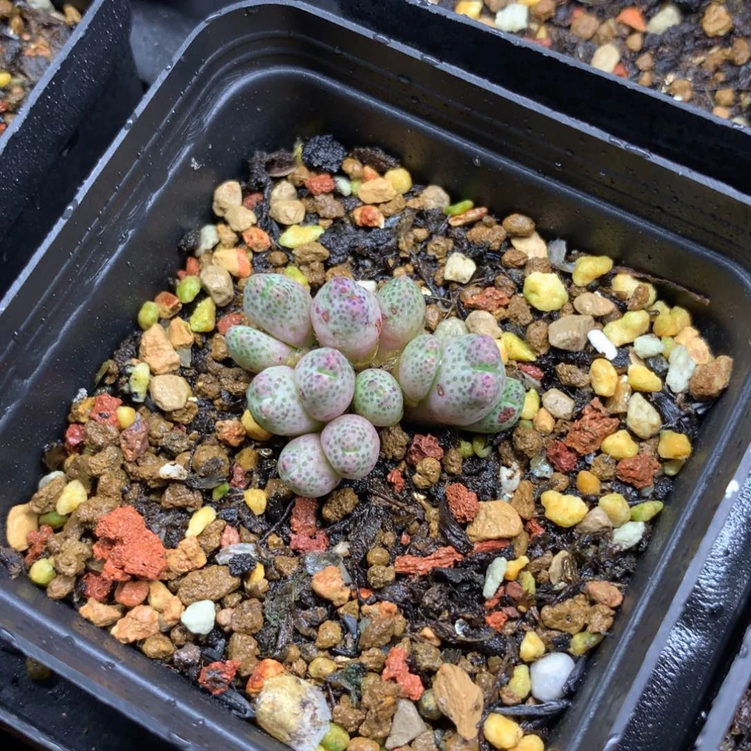 a920斑马母本一颗