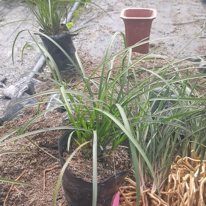 完全开放惠兰红香妃人工自然种植