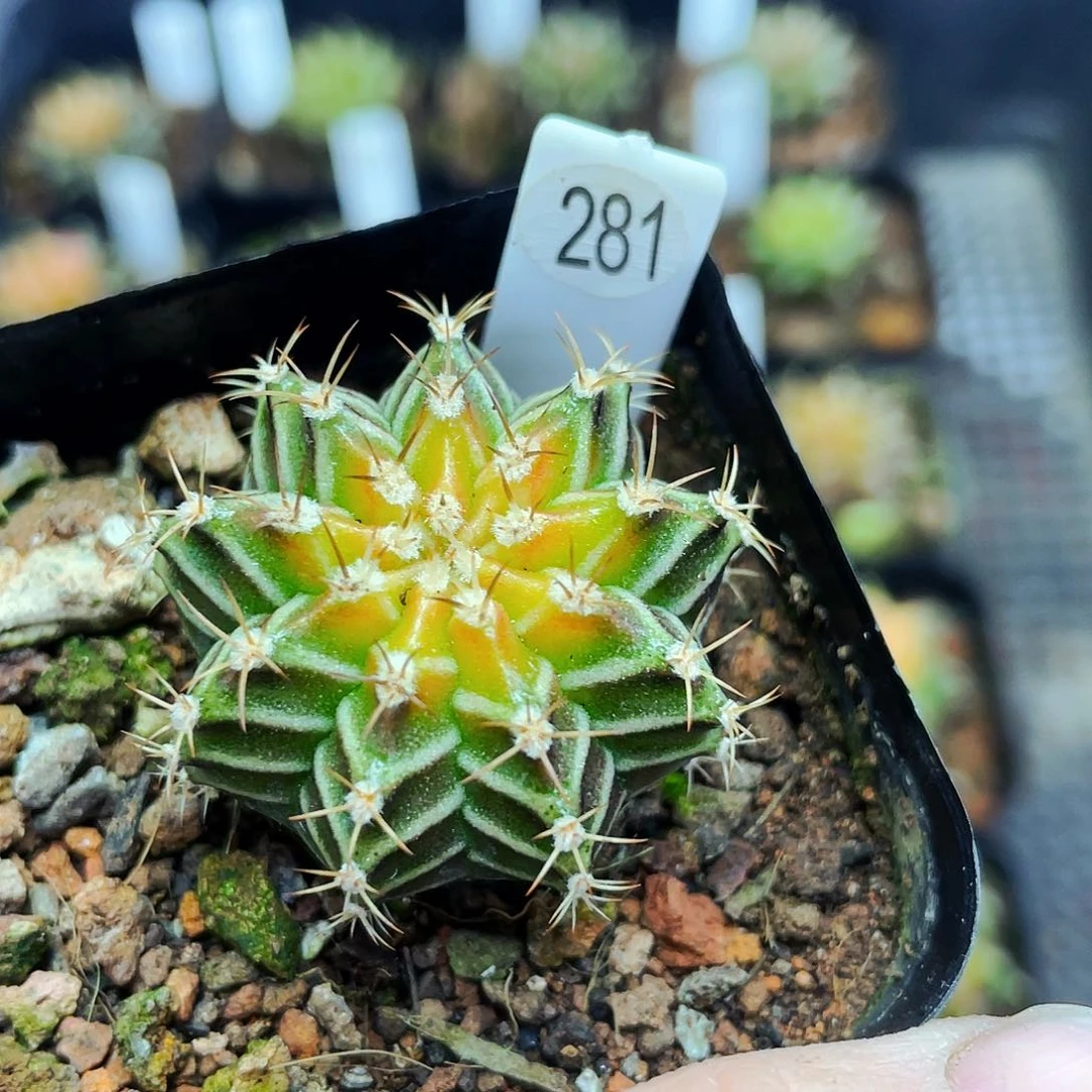 E****.非偏远地区满25包邮仙人球