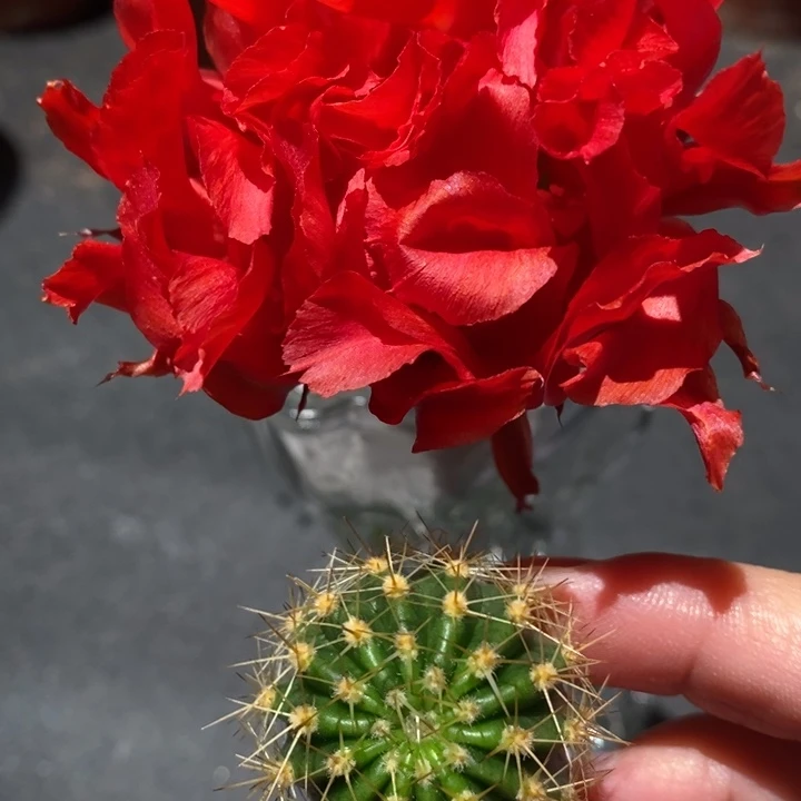 香香红卷卷侧芽2-2.5公分左右