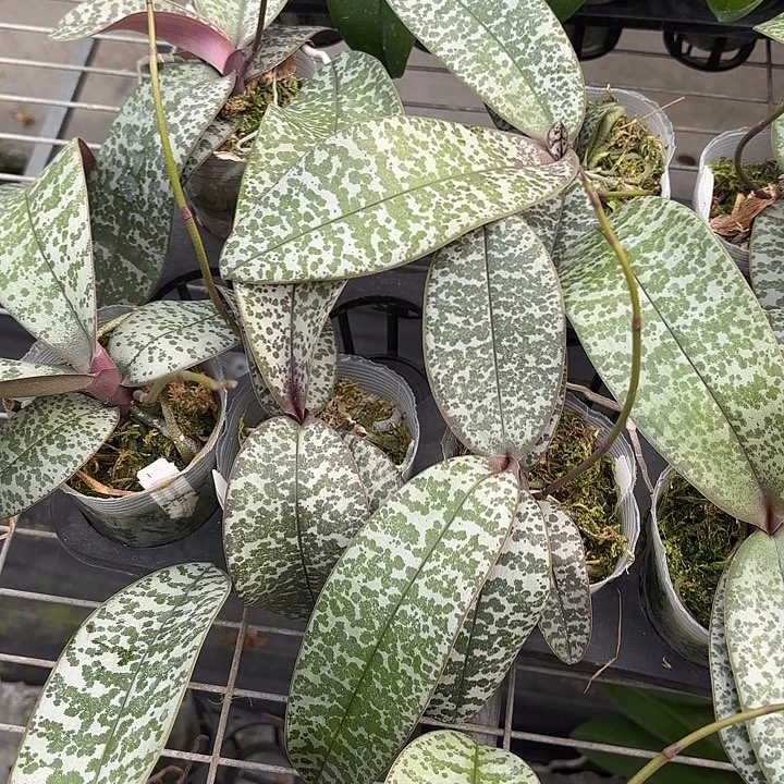 当前无花栽培后可以开花509交501西3.0寸