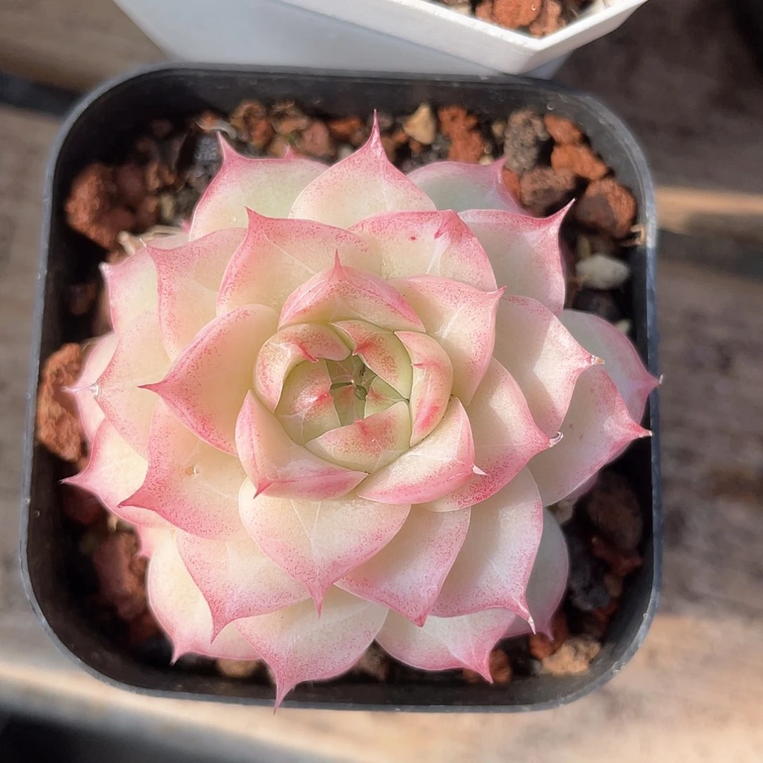 优选女王福利8125