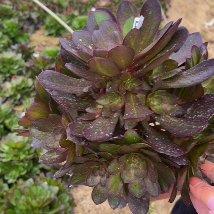 443花月夜多肉法师不包断枝