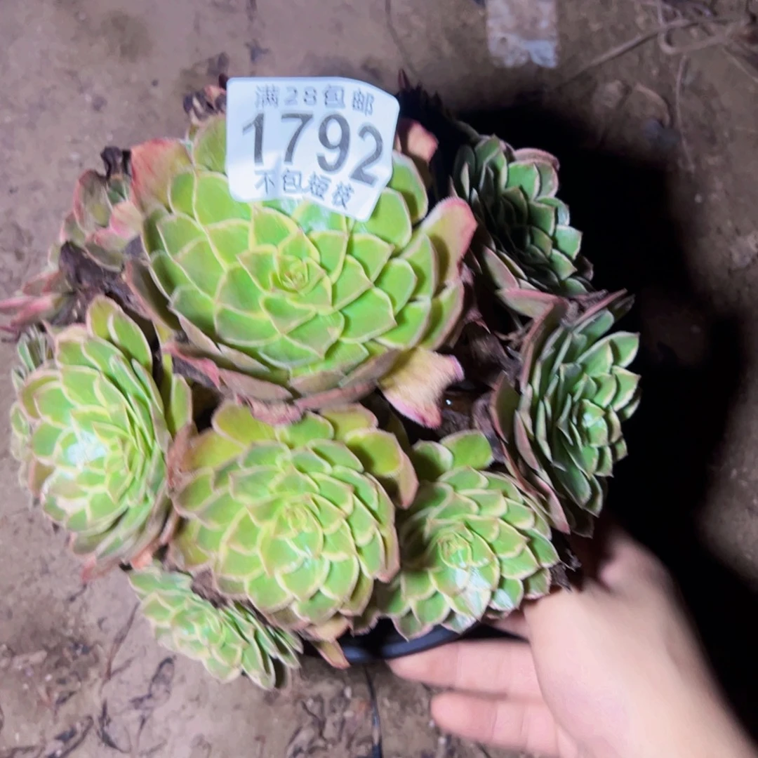 莲花座多肉植物法师1792