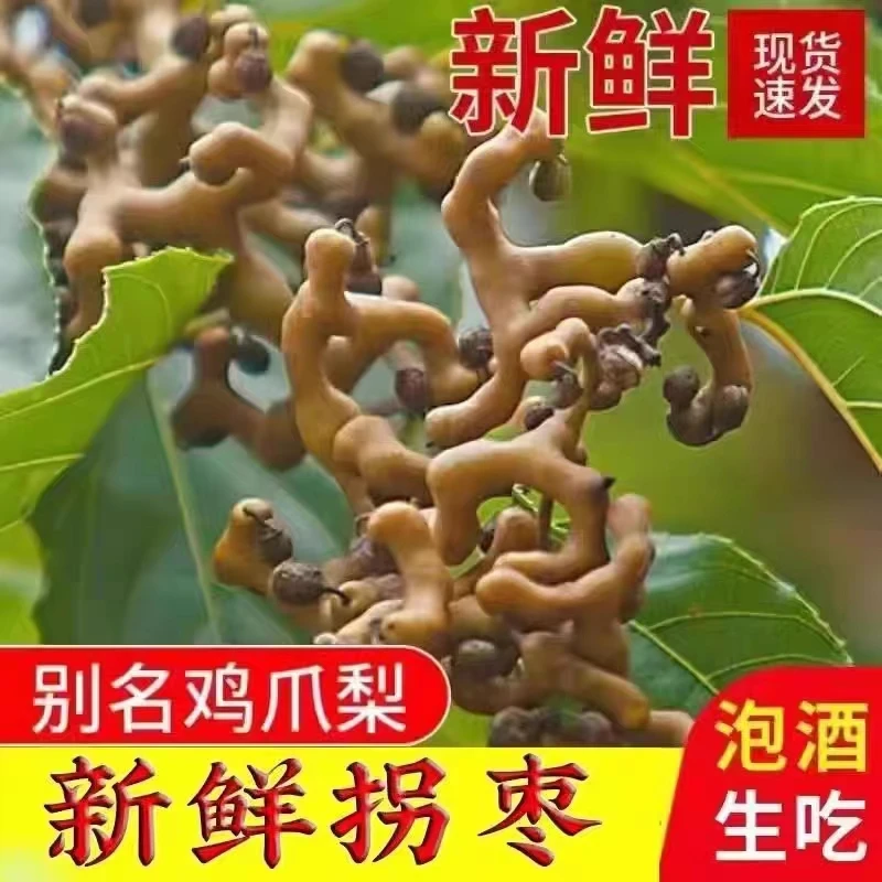 2025陕西秦岭新鲜拐枣万寿果野生拐枣鸡爪梨泡酒煲汤泡茶三斤包邮