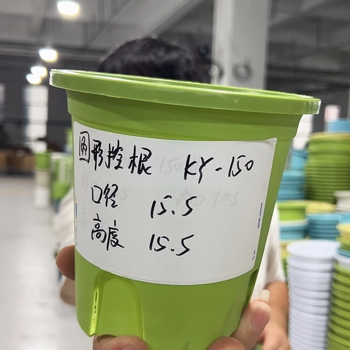 正品圆控口15高15果绿无托10只