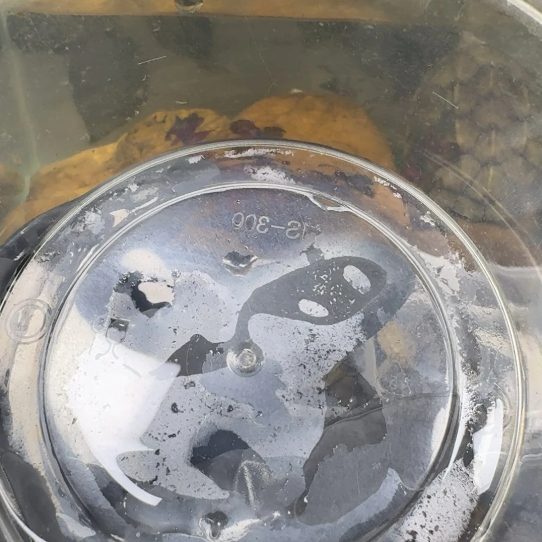 宠物龟不分公母顺丰