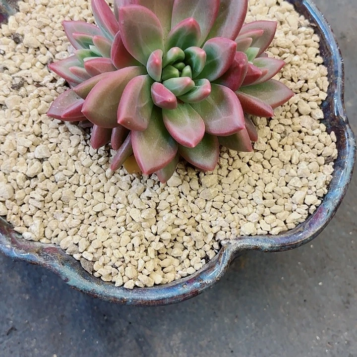 呜***呜迷雾泡泡呜呜呜专属