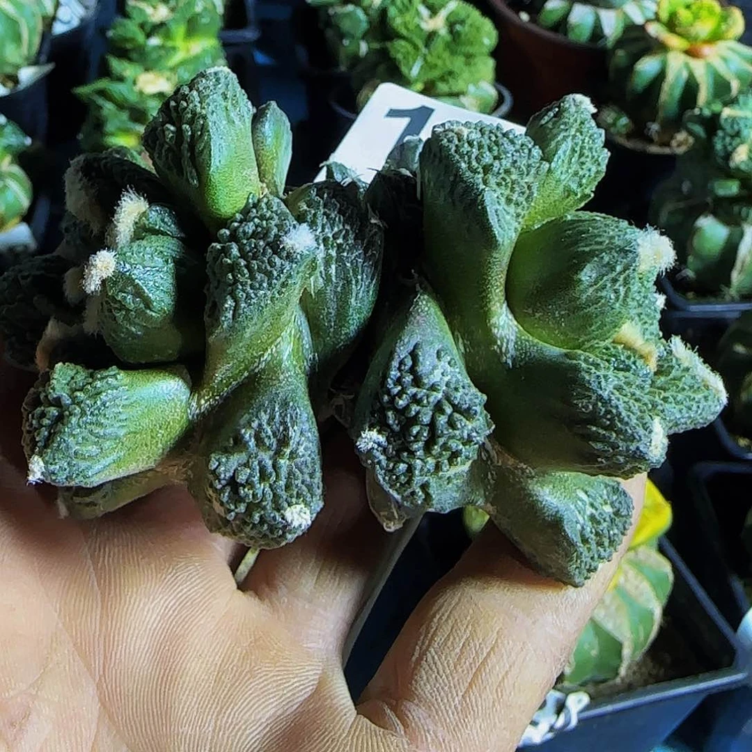 哥斯拉194刚出根的