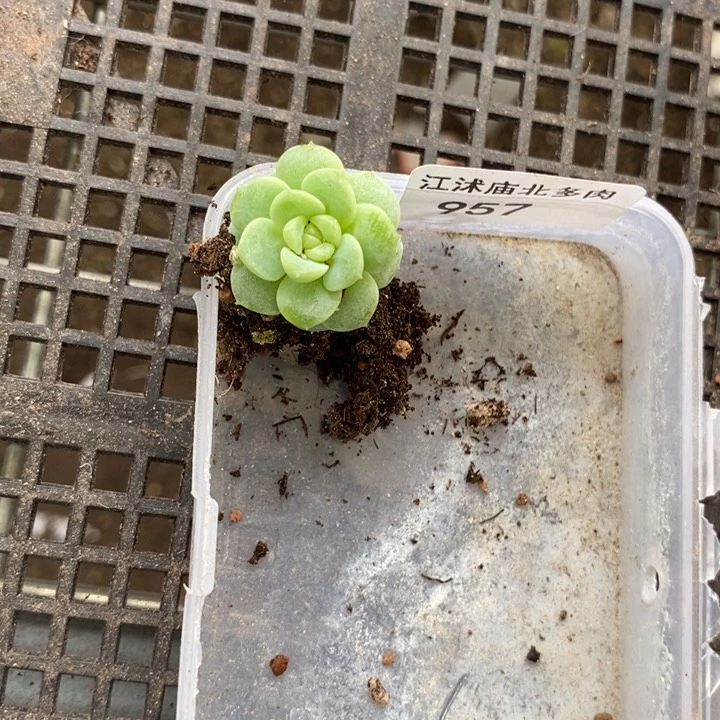 标签957特优遥遥一个多肉