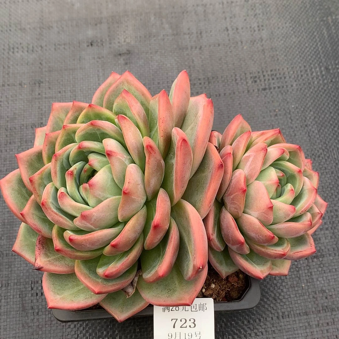 【闪购商品】云723号