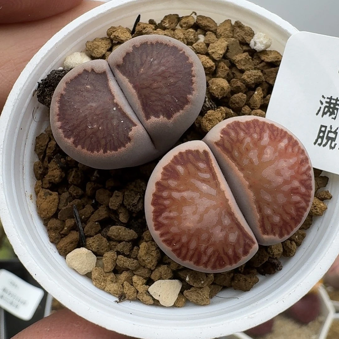 2多肉哈哈哈哈哈哈哈