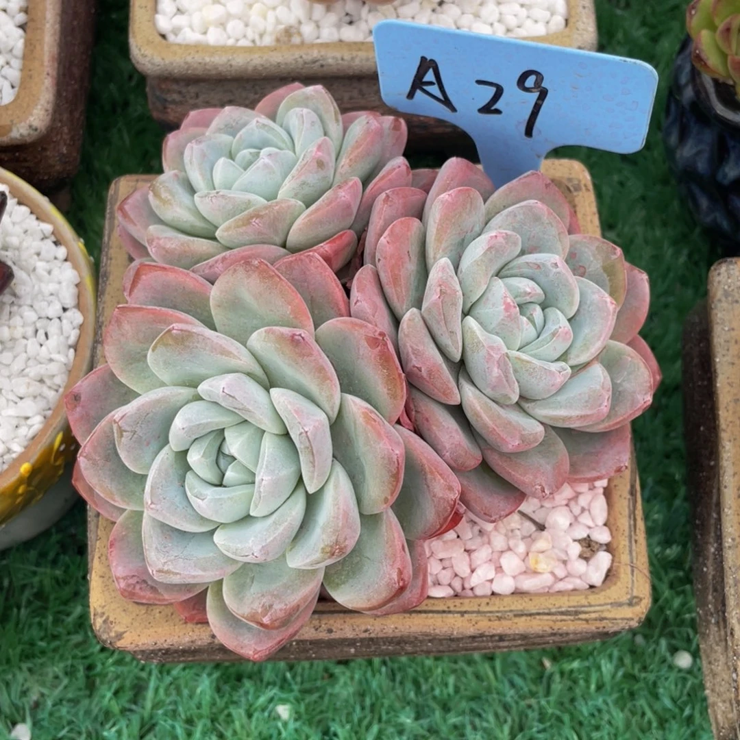 冰玉多肉植物盆栽多肉