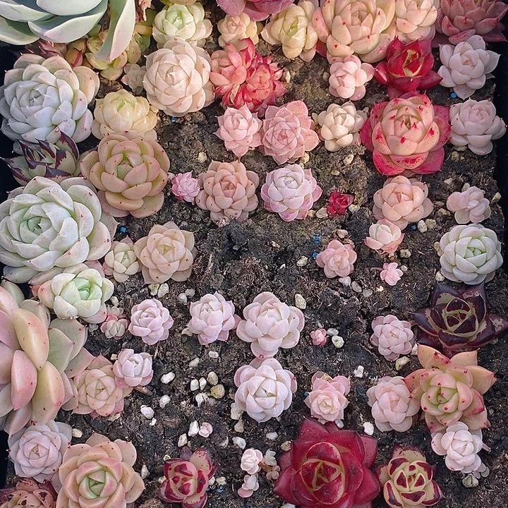 239 多肉植物盆栽花卉植物