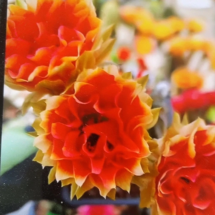 38号丽花侧芽歪5公分以上满18包邮