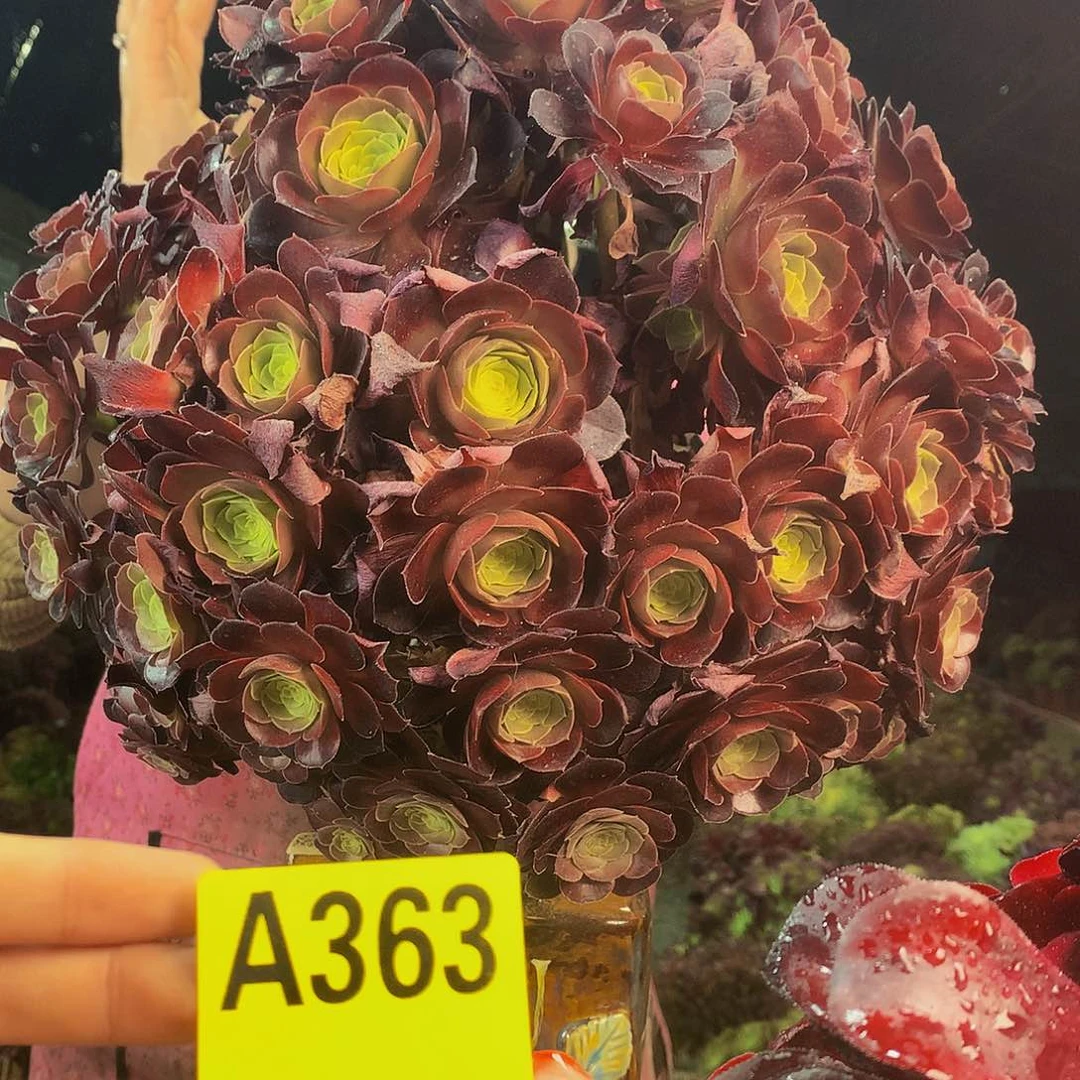 柒哥多肉法师不包侧断枝363