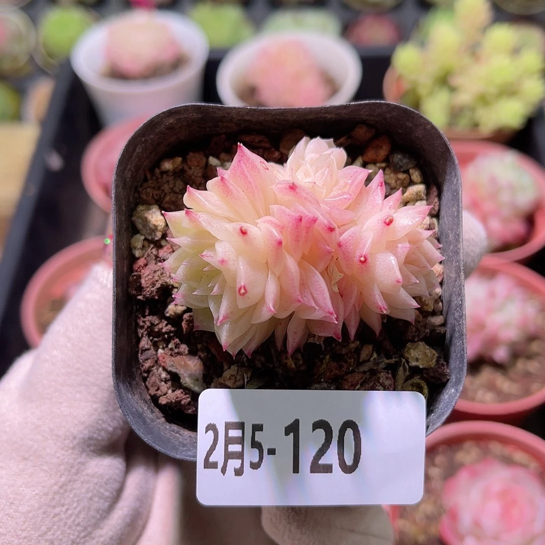 花利美5-120幻影群生