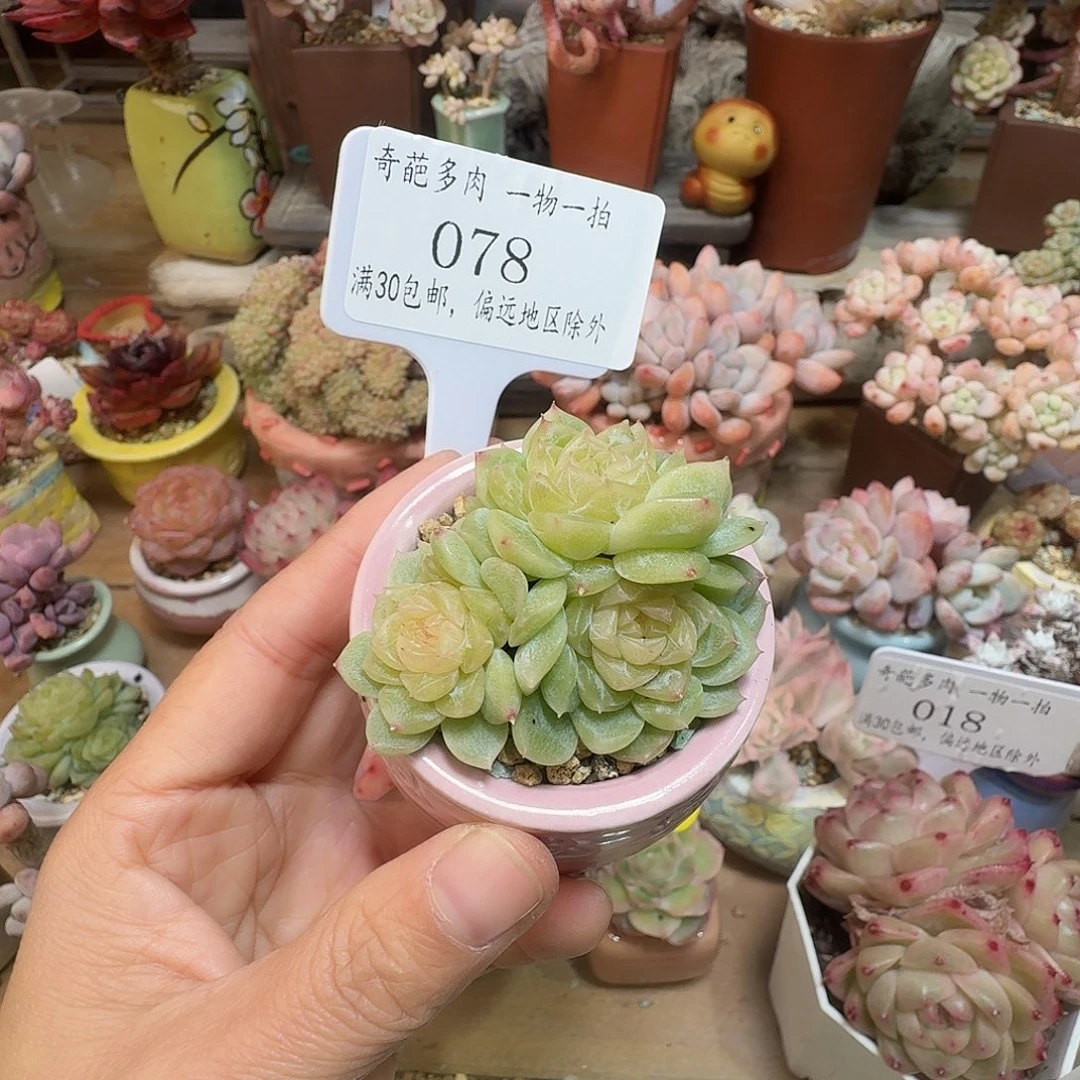 078 多肉含盆土哈哈哈哈