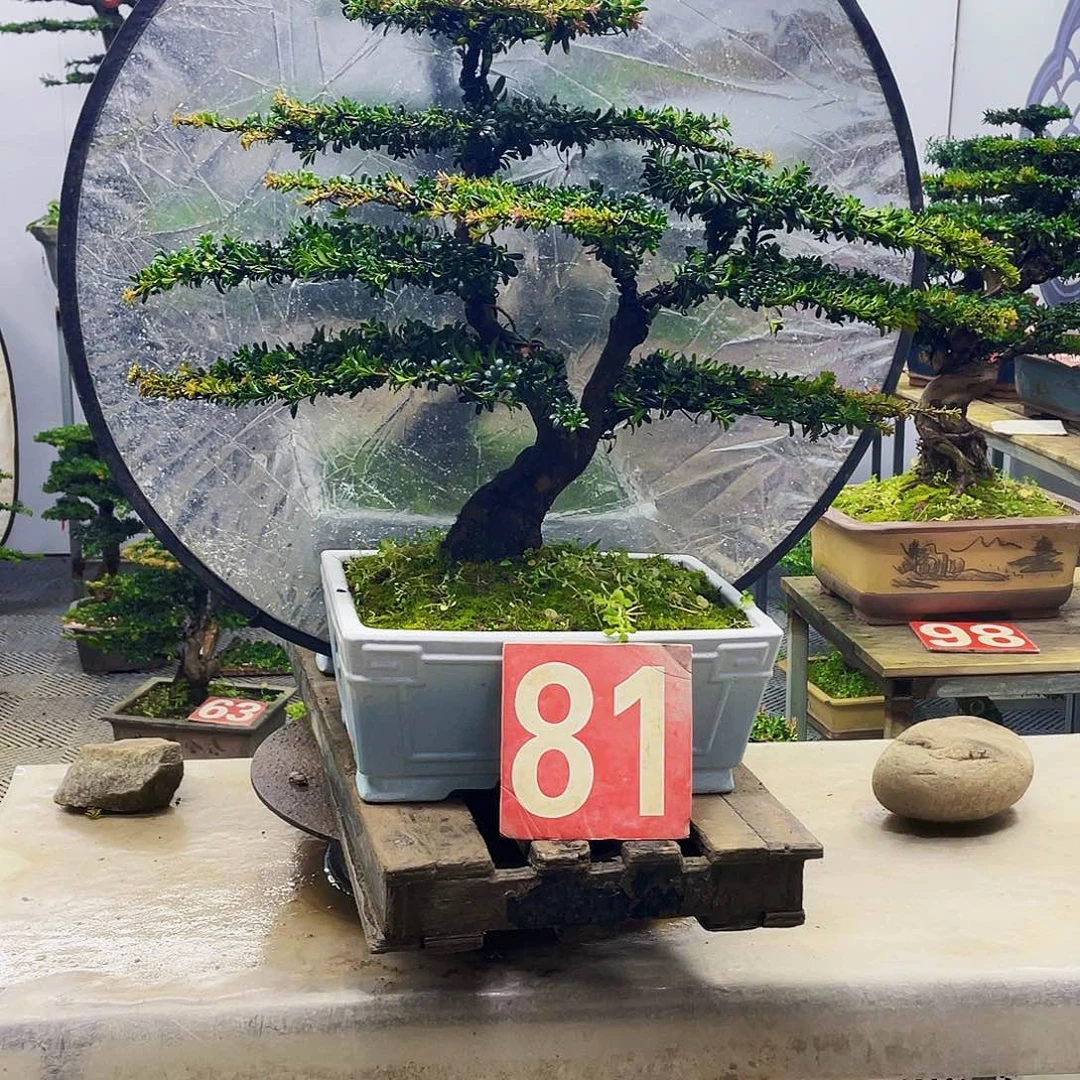 无花朵罗汉松红芽