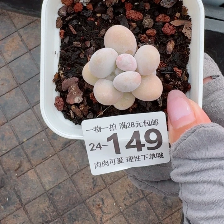 蛋黄奶多肉无盆土发货无