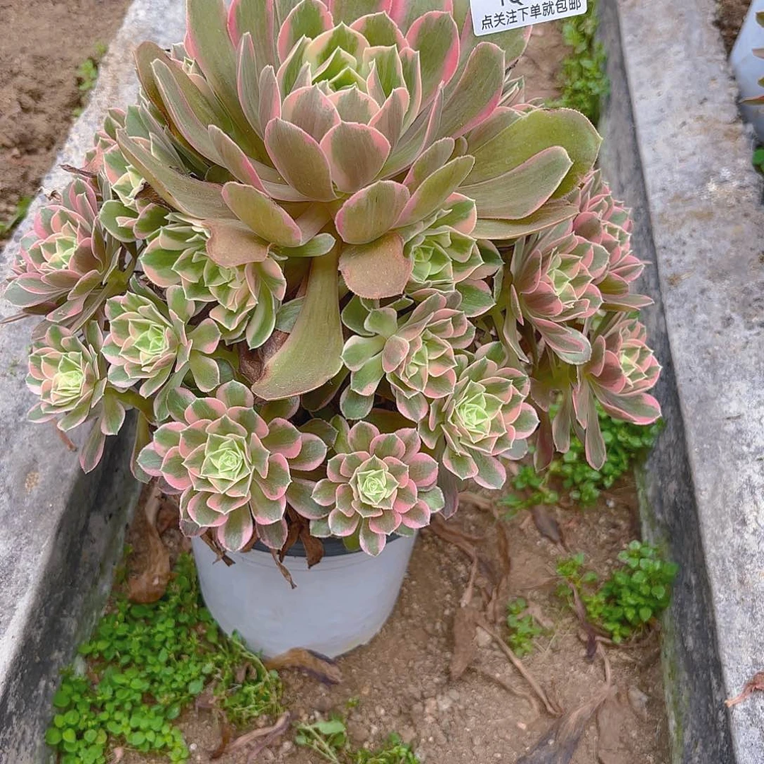 女妖多肉植物五号21