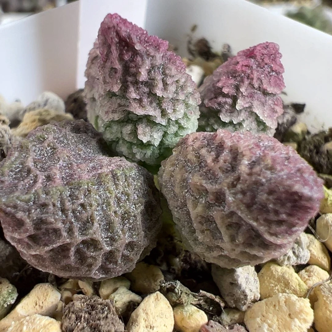 实生新品多肉植物水泡多肉植物水泡
