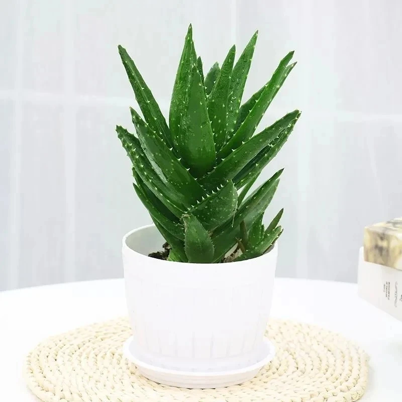 芦荟盆栽室内花卉绿植净化空气吸甲醛四季好养