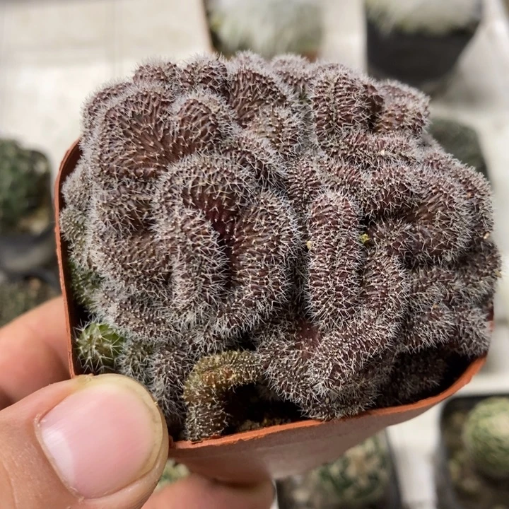 红檀缀特价福利包邮