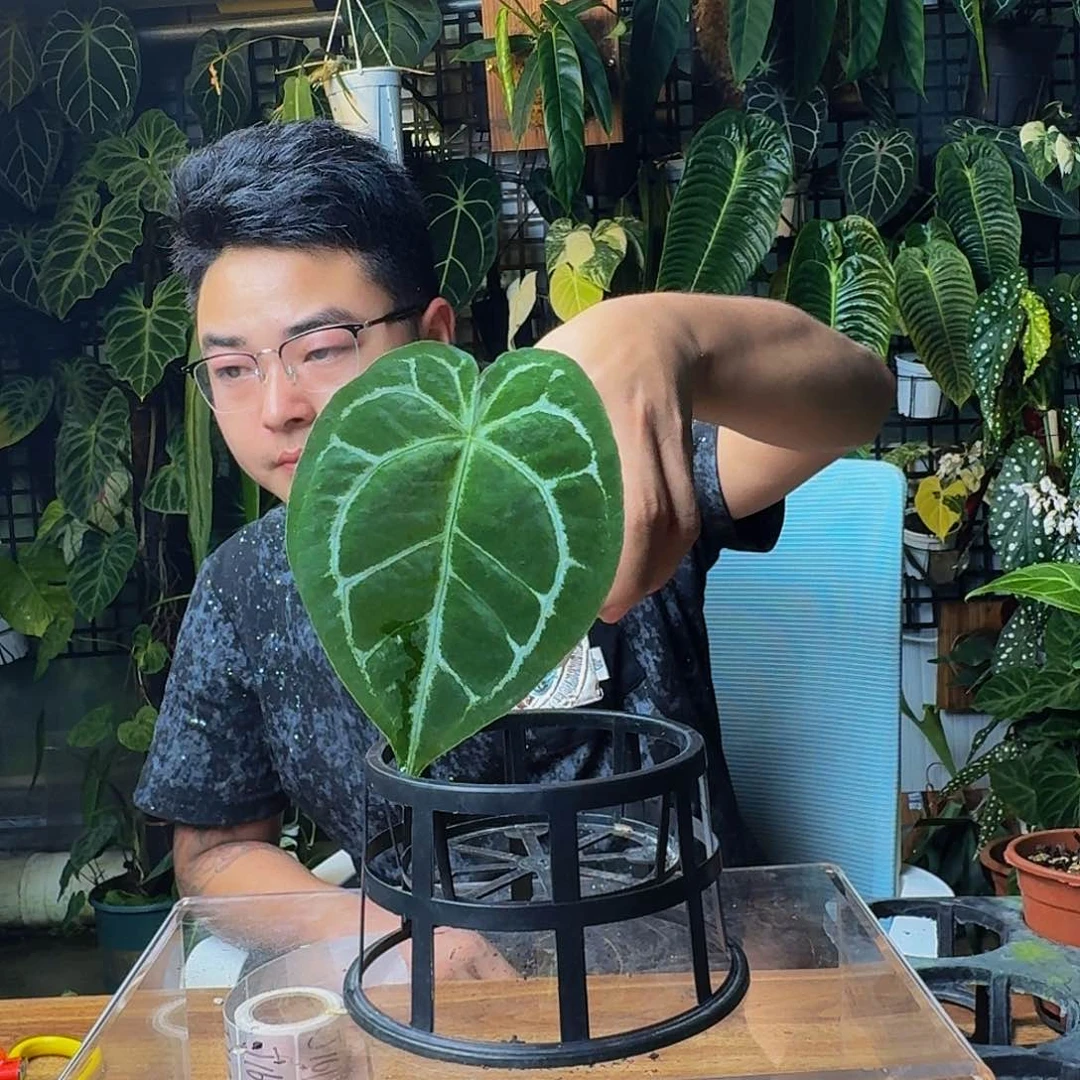 Z***z完全开放一物一拍J156