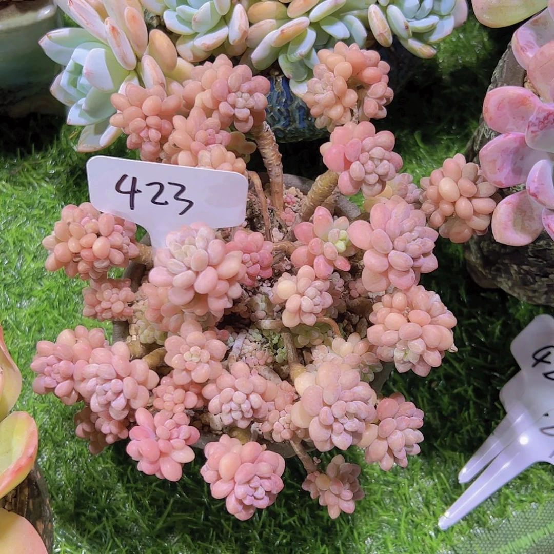 T****颜423鱼子酱29.9元元元