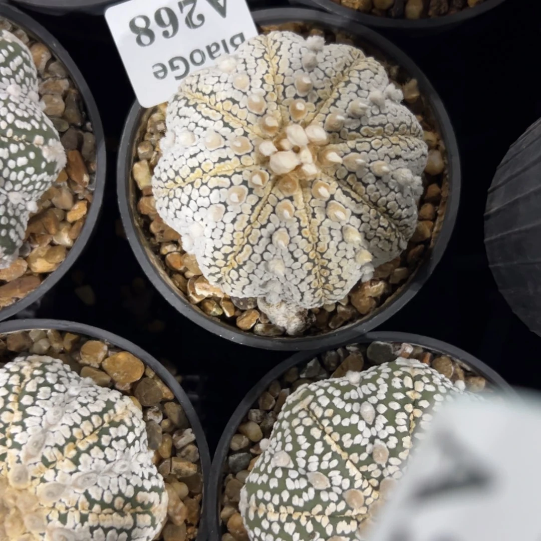 杨***玥A268号兜仙人多肉植物