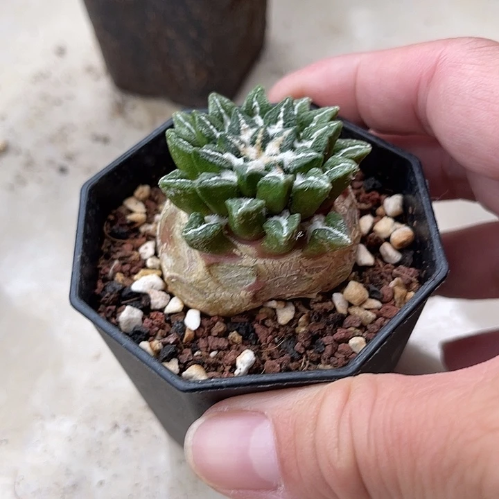 无花朵黑牡丹一物一拍下单包邮