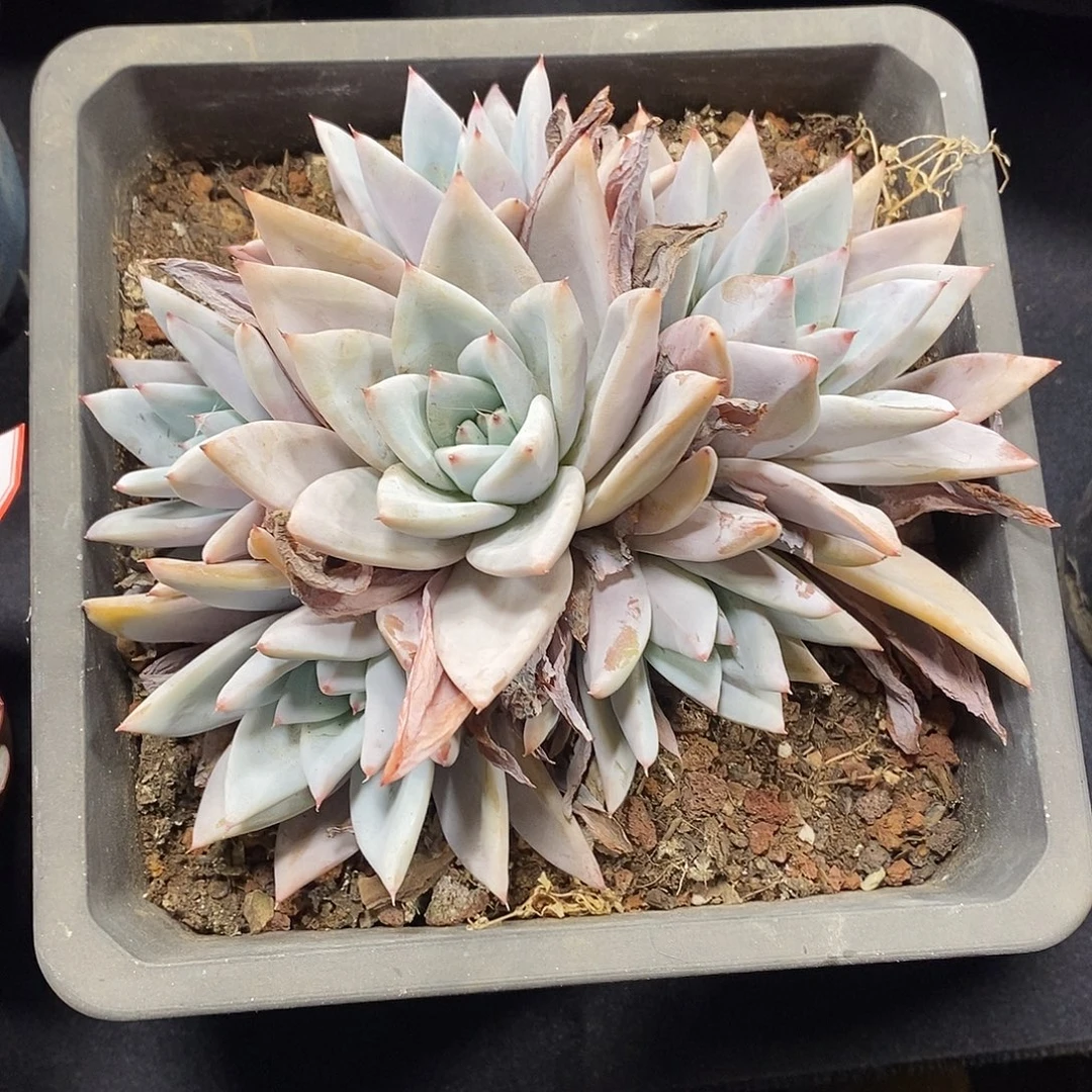 刘***下酸奶多肉 墨西哥巨人