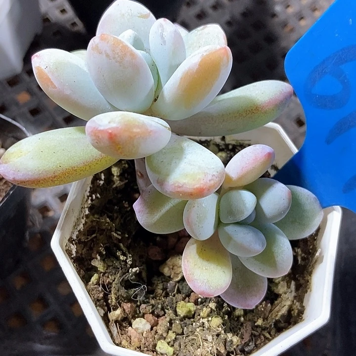 多肉植物雪美人5.6148