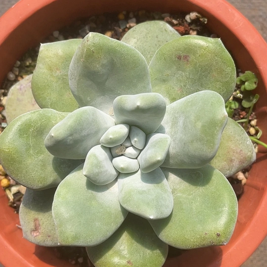 【闪购商品】花朵拇指