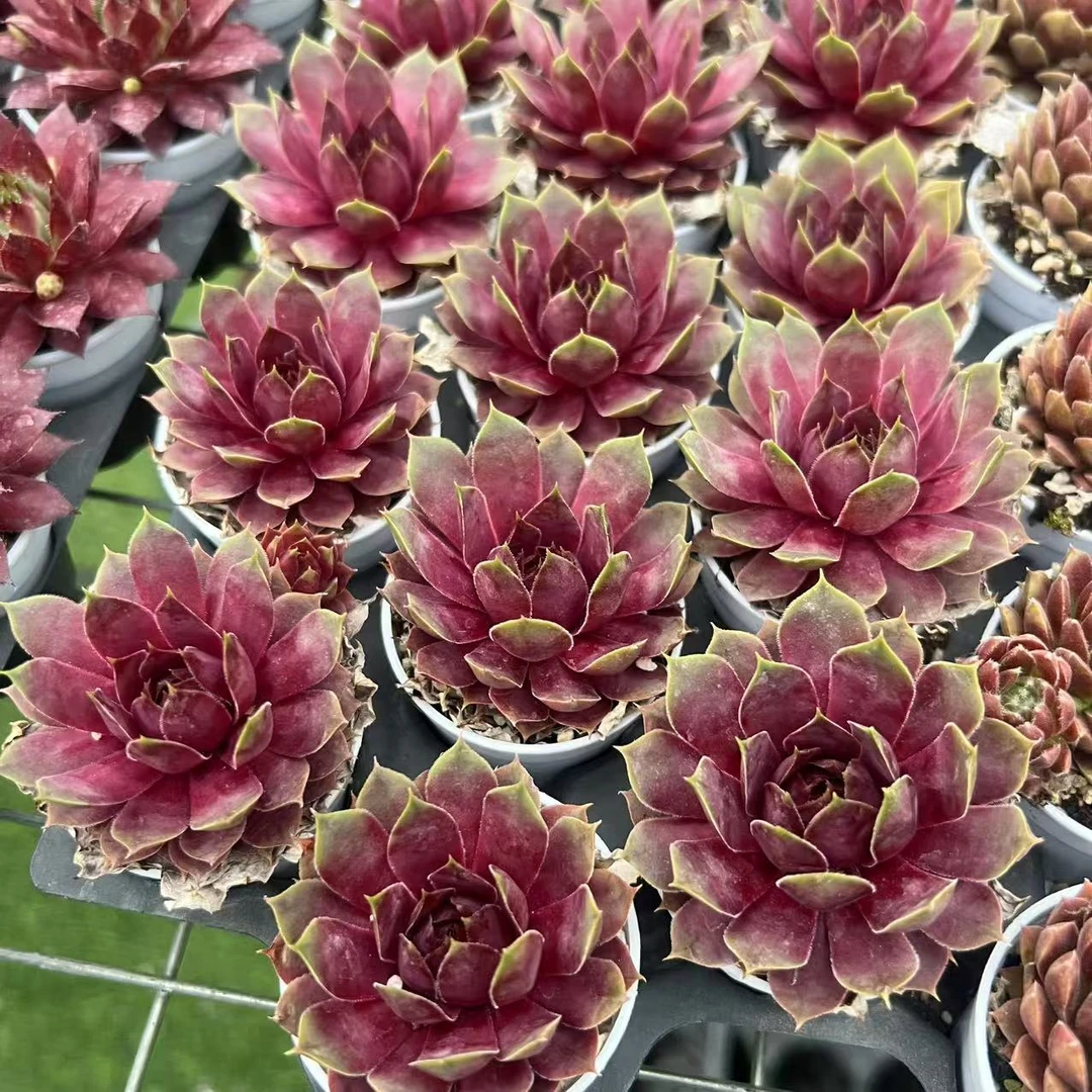 5厘米盆  宝 大型品种 带盆栽好发货