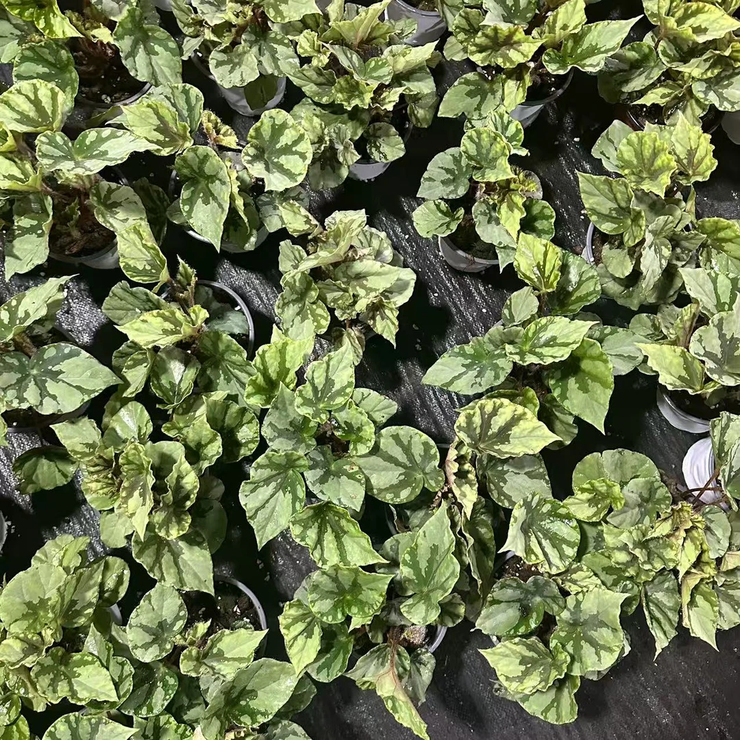 【惠林春】青丘秋海棠办公室植物