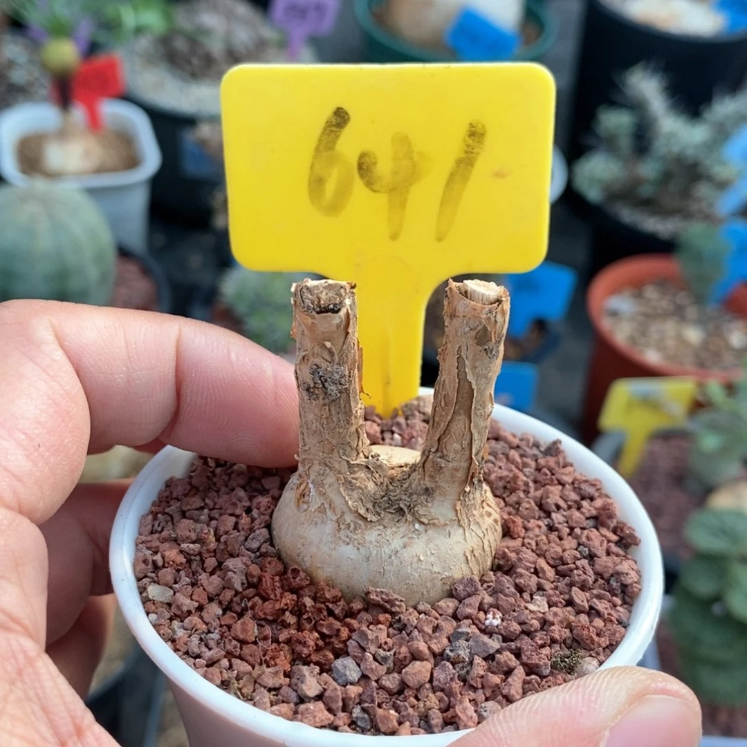 羽叶厚敦菊多肉植物