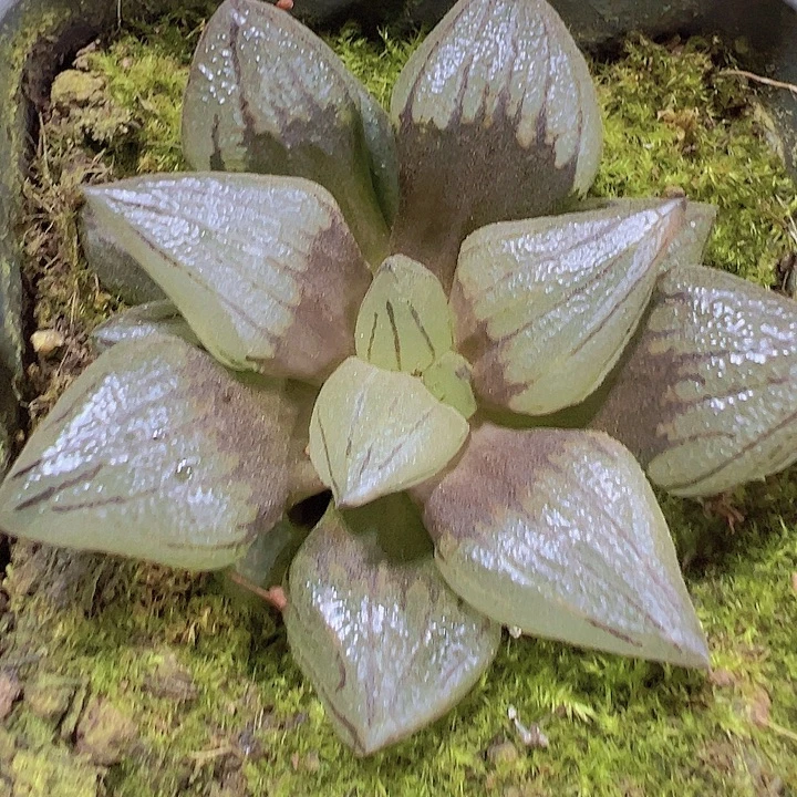 西瓜寿19包邮多肉植物