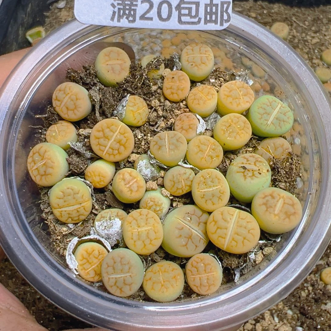 【闪购商品】 595。