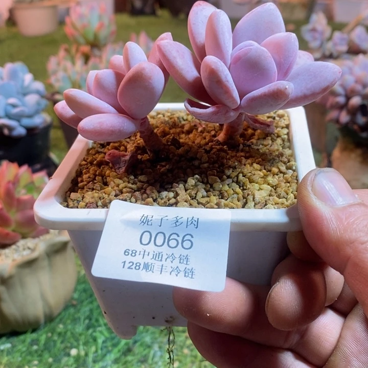 0066啊啊啊啊啊啊啊啊